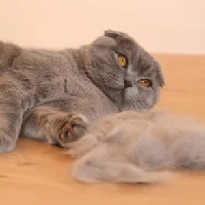 털갈이 주의보 00